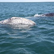 IMG 0001 2 (379)